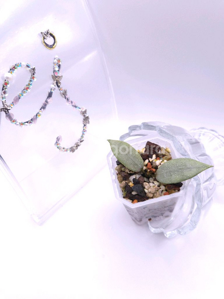 호야 다이아몬드 스파클링 #no2--0