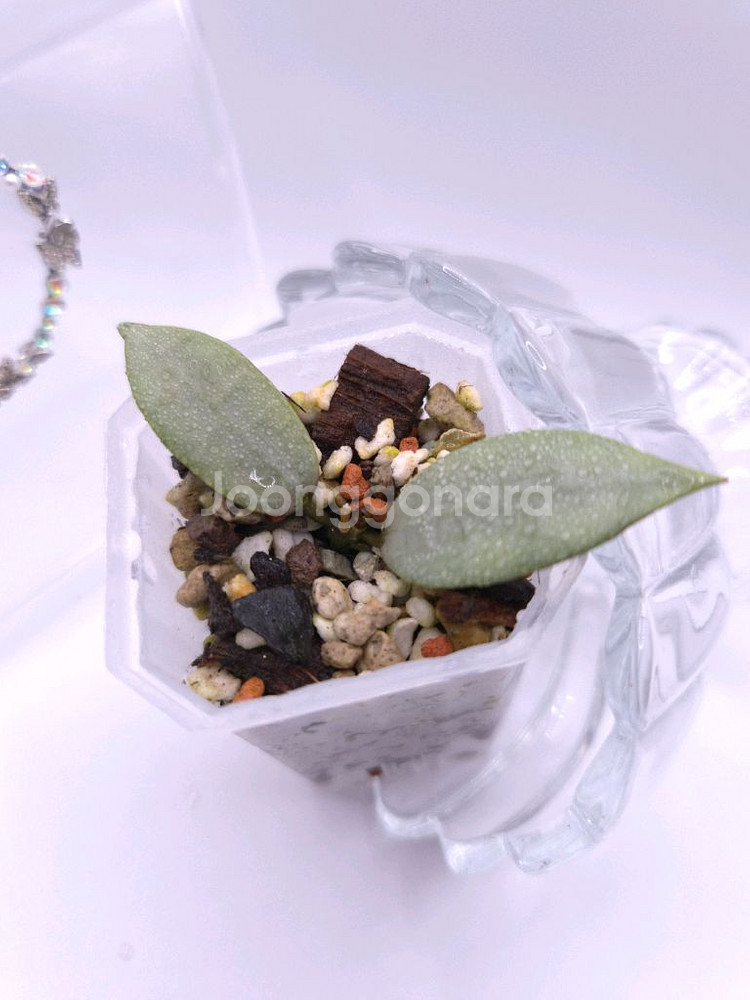 호야 다이아몬드 스파클링 #no2--1