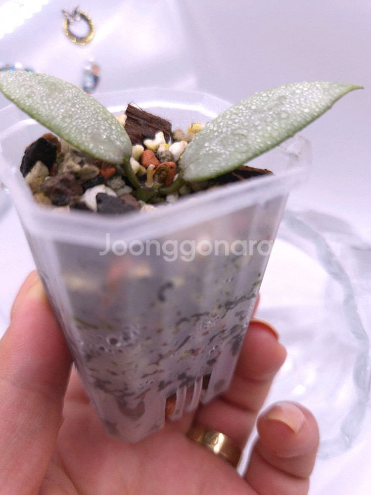 호야 다이아몬드 스파클링 #no2--2