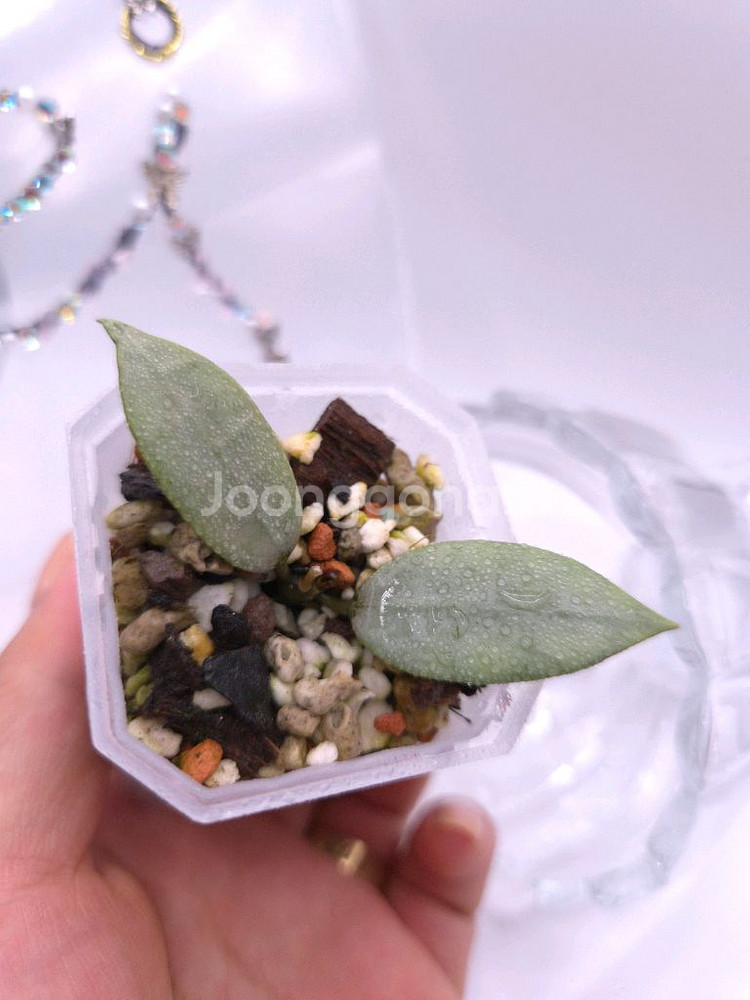 호야 다이아몬드 스파클링 #no2--3