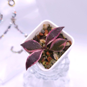 호야 바코엔시스바리 #no1