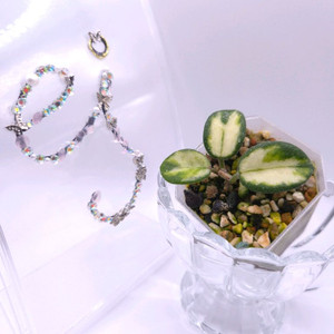 호야 마틸드바리 #no1