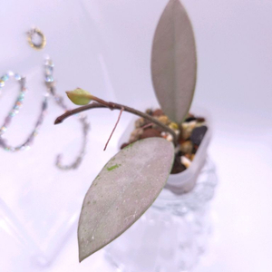 호야 푸비칼릭스 핑크고스트 #only1