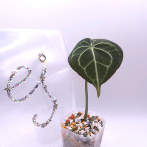 안스리움 클라리네비움