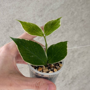 호야 폴리네우라 알보