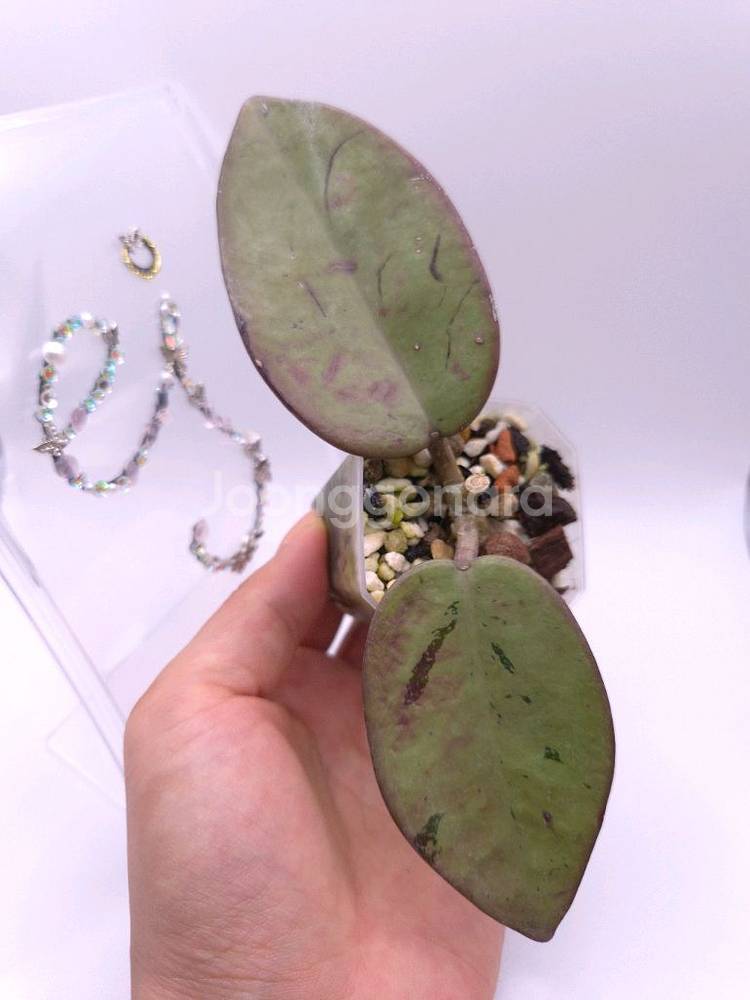 호야 실버달라 # 특가--0