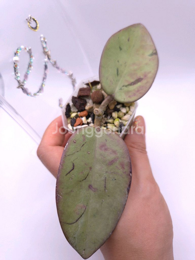 호야 실버달라 # 특가--1