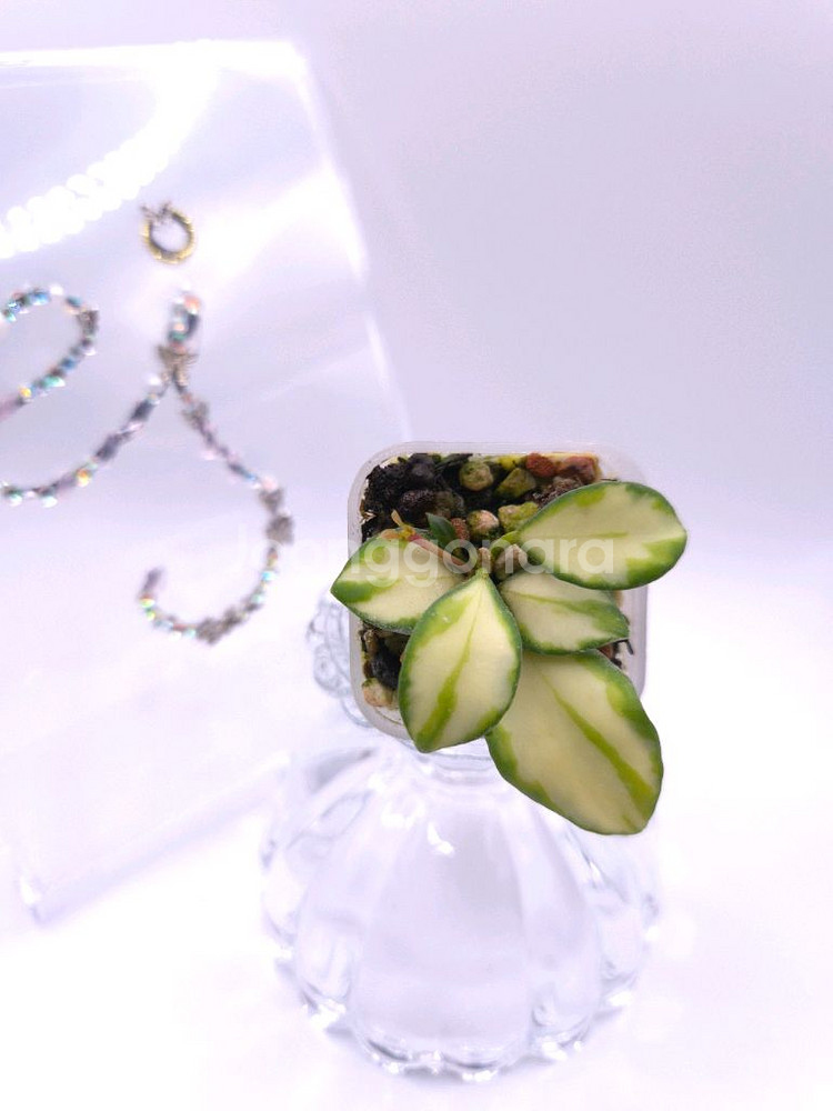 호야 휴스켈리아나 이너바리 #only1--0