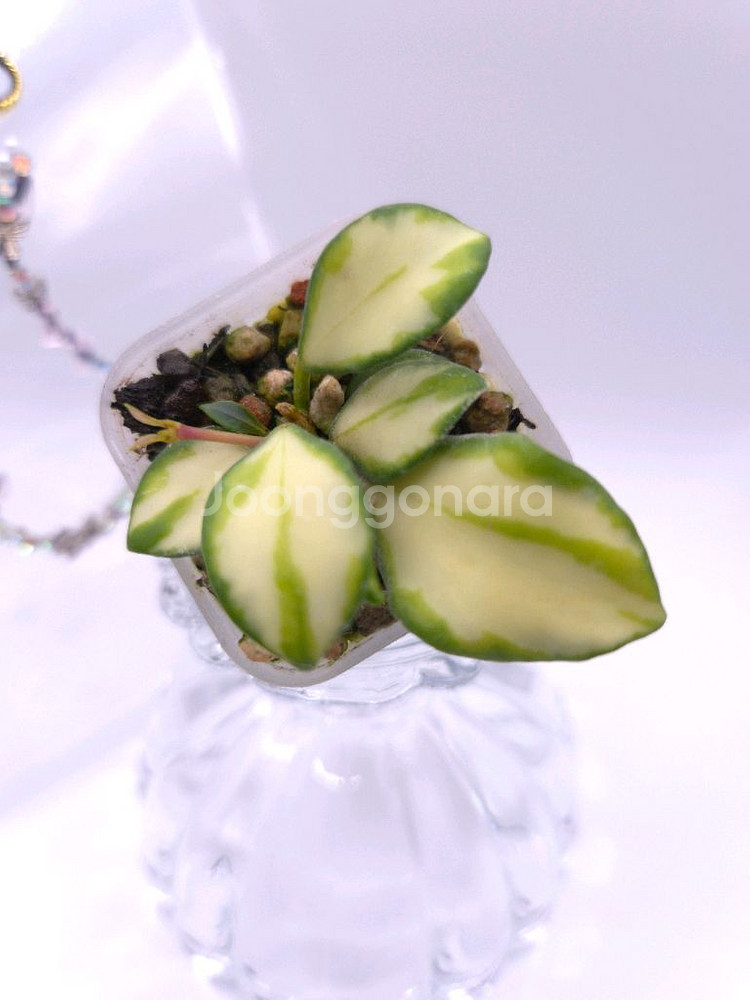 호야 휴스켈리아나 이너바리 #only1--1