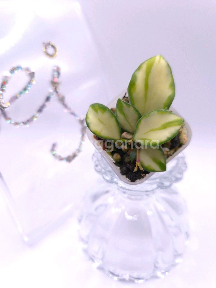 호야 휴스켈리아나 이너바리 #only1--2