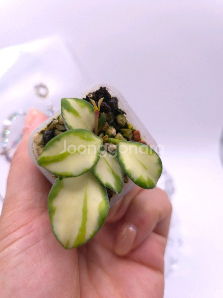 호야 휴스켈리아나 이너바리 #only1--3