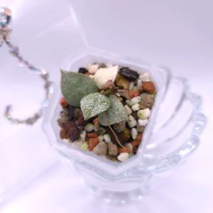 호야 라쿠노사 로열블러쉬 #no2