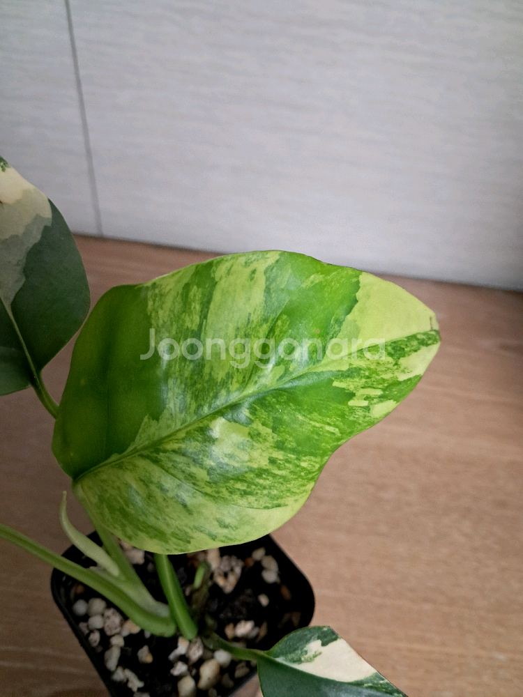 옐로우 히메 몬스테라--1