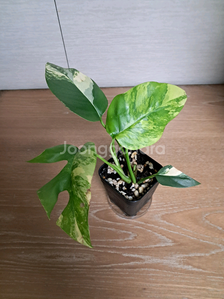 옐로우 히메 몬스테라--0