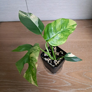 옐로우 히메 몬스테라