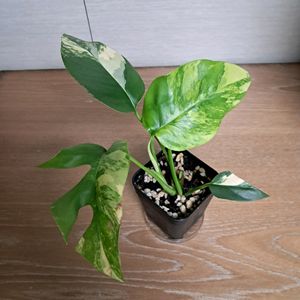 옐로우 히메 몬스테라