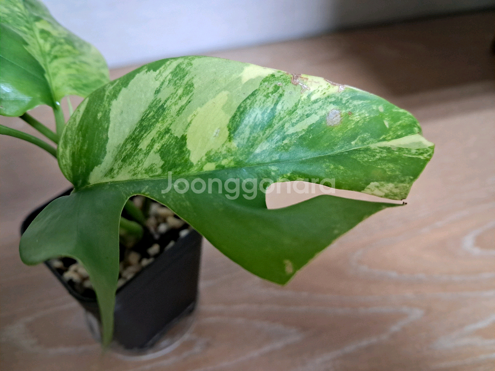 옐로우 히메 몬스테라--2