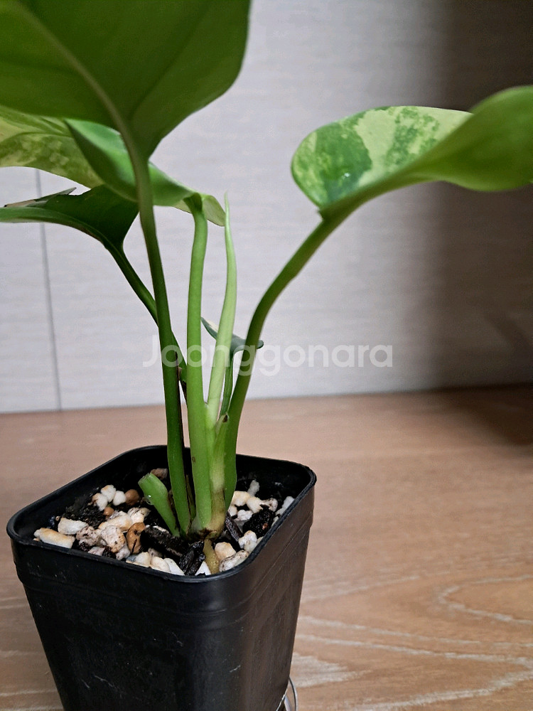 옐로우 히메 몬스테라--5