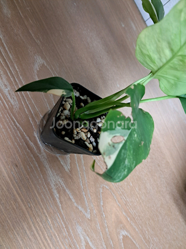 옐로우 히메 몬스테라--4