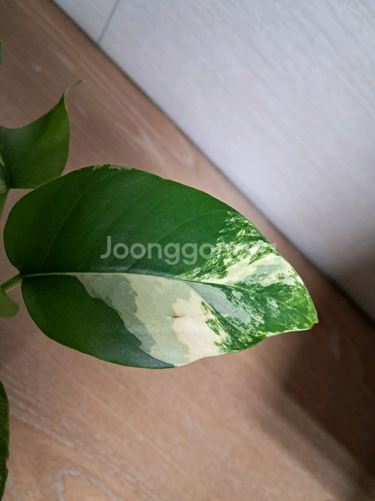 옐로우 히메 몬스테라--3