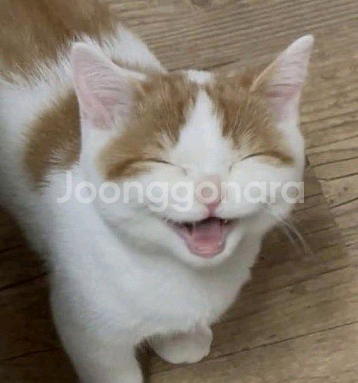 cgv 팝콘 탄산 음료 콤보 쿠폰 매점--0