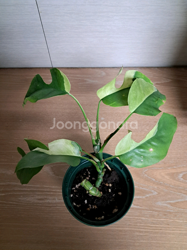 무늬히메 몬스테라(파라곤알보)--0