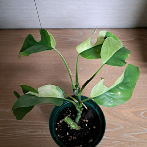 무늬히메 몬스테라(파라곤알보)