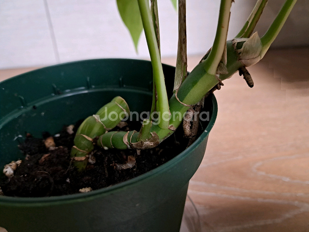 무늬히메 몬스테라(파라곤알보)--2