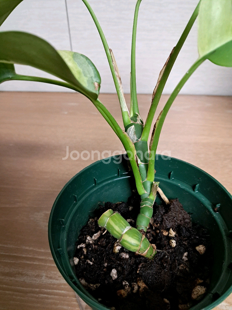 무늬히메 몬스테라(파라곤알보)--1