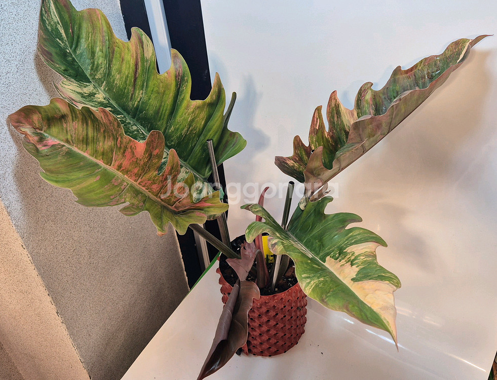 필로덴드론 카라멜마블 바리에가타 극상무천이 대옆 탑 5장--0