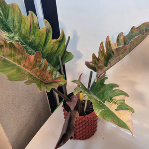 필로덴드론 카라멜마블 바리에가타 극상무천이 대옆 탑 5장