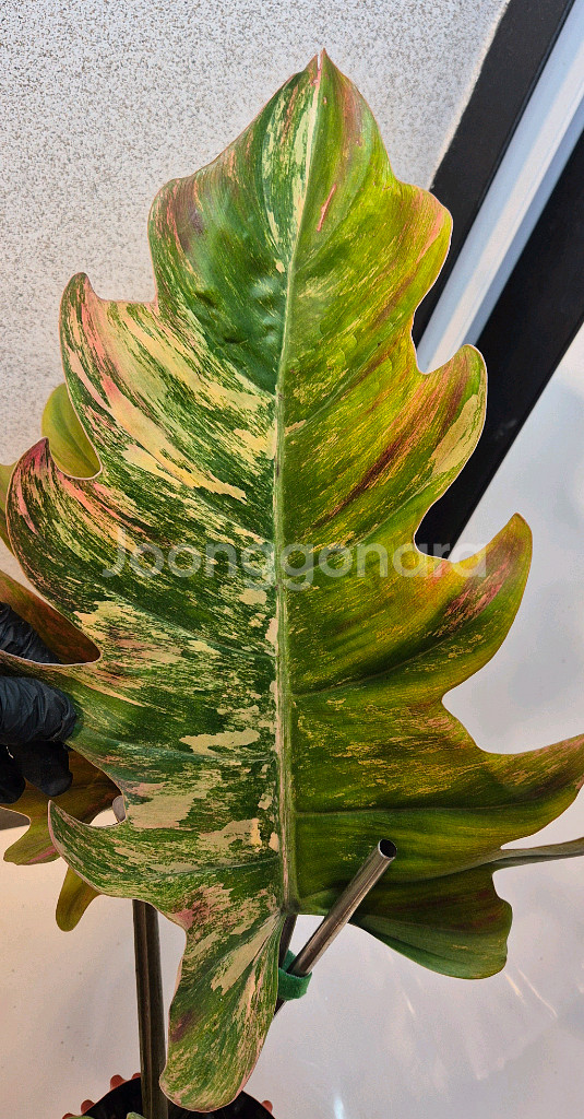 필로덴드론 카라멜마블 바리에가타 극상무천이 대옆 탑 5장--1