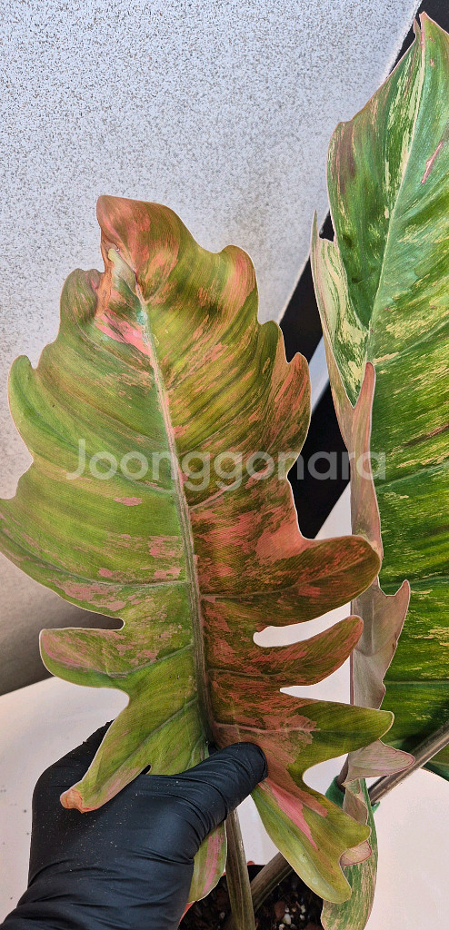 필로덴드론 카라멜마블 바리에가타 극상무천이 대옆 탑 5장--2