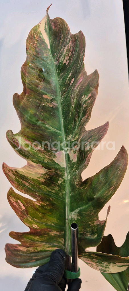 필로덴드론 카라멜마블 바리에가타 극상무천이 대옆 탑 5장--3