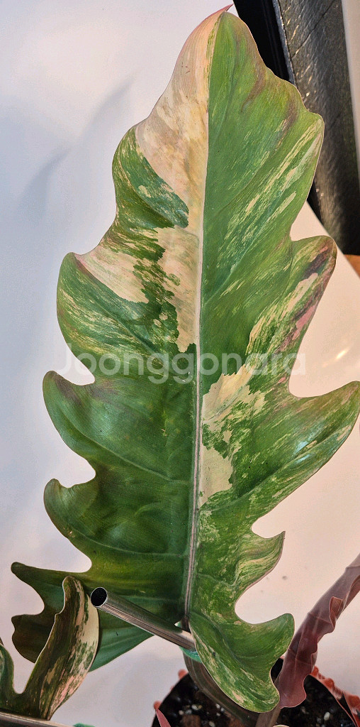 필로덴드론 카라멜마블 바리에가타 극상무천이 대옆 탑 5장--4