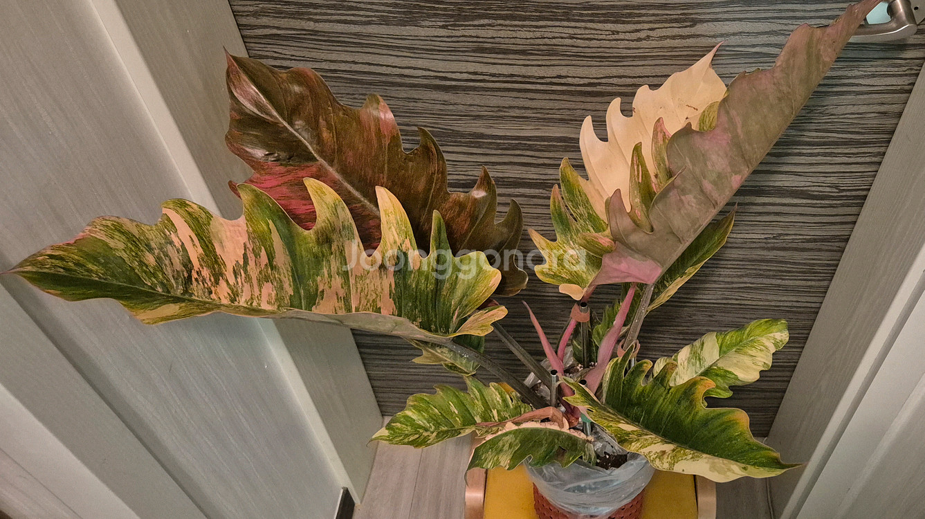 필로덴드론 카라멜마블 바리에가타 극상무천이 대옆 탑 5장--5