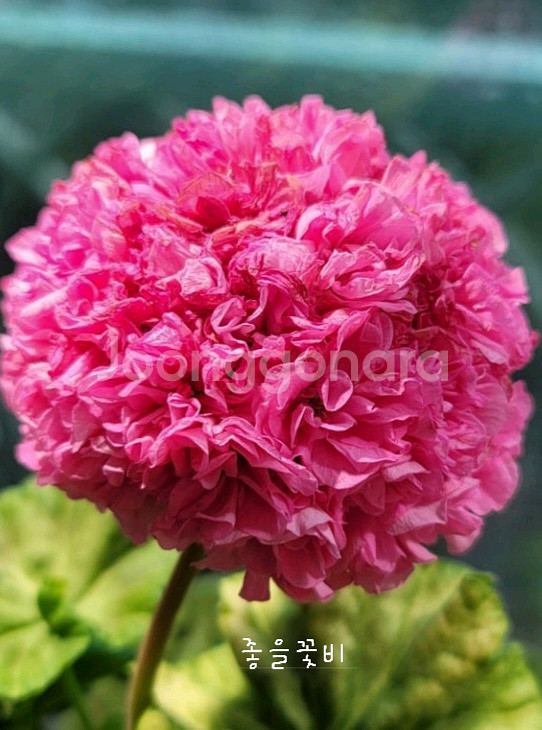 제라늄 3종 좋을꽃비 꽃대있음,빛부케 ,송살구--0