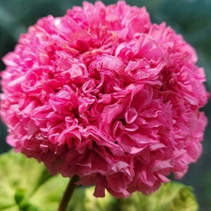 제라늄 3종 좋을꽃비 꽃대있음,빛부케 ,송살구