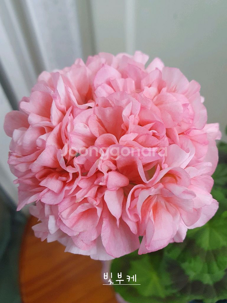 제라늄 3종 좋을꽃비 꽃대있음,빛부케 ,송살구--1