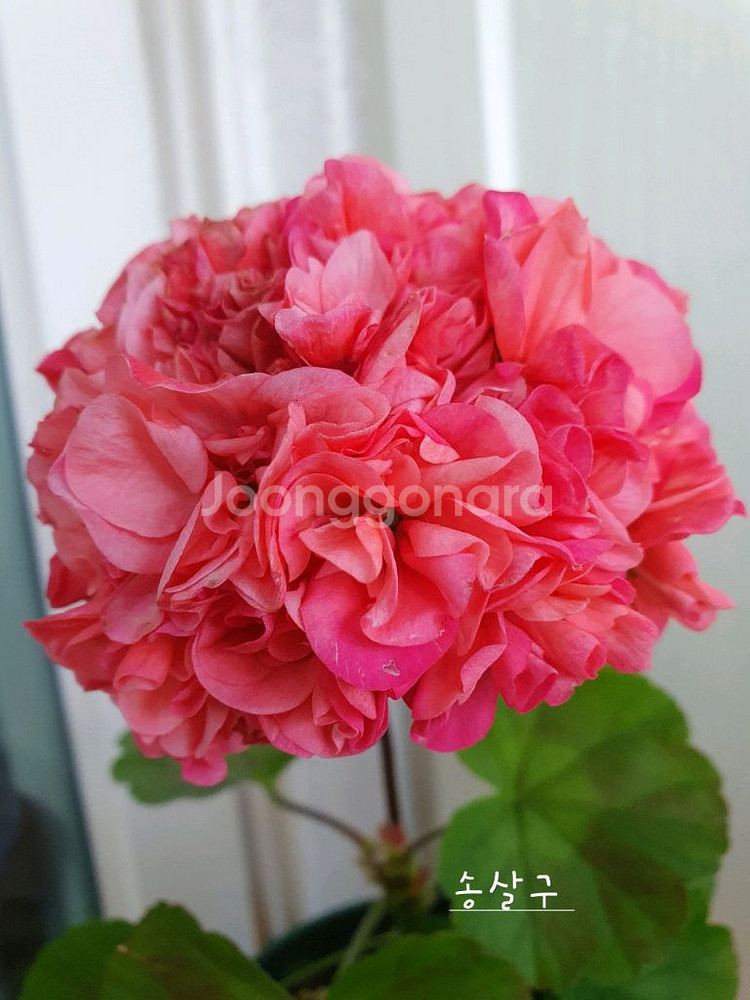 제라늄 3종 좋을꽃비 꽃대있음,빛부케 ,송살구--2