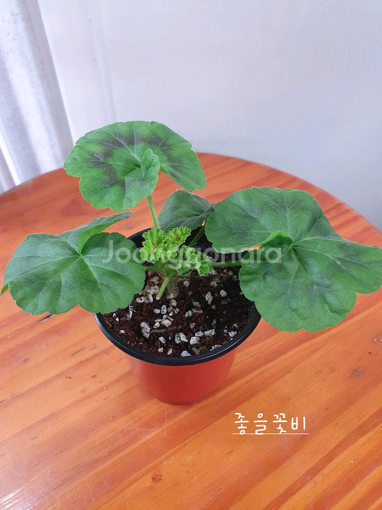 제라늄 3종 좋을꽃비 꽃대있음,빛부케 ,송살구--3