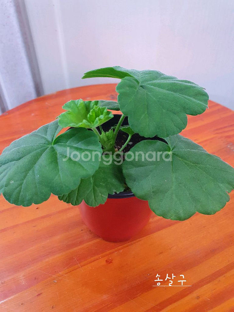 제라늄 3종 좋을꽃비 꽃대있음,빛부케 ,송살구--4