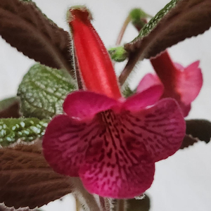 신닌기아 핫라바.큰구근