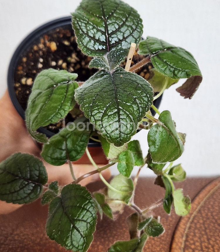 신닌기아 핫라바.큰구근--1