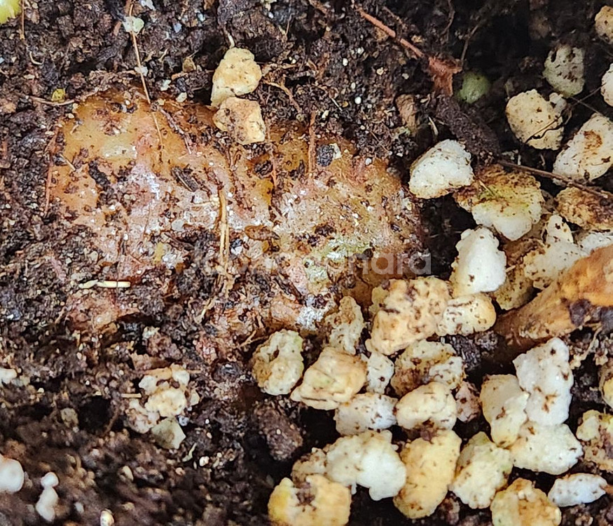 신닌기아 핫라바.큰구근--4