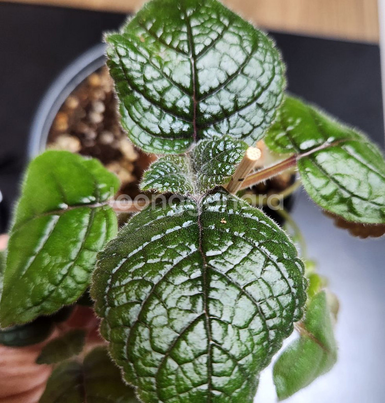 신닌기아 핫라바.큰구근--3