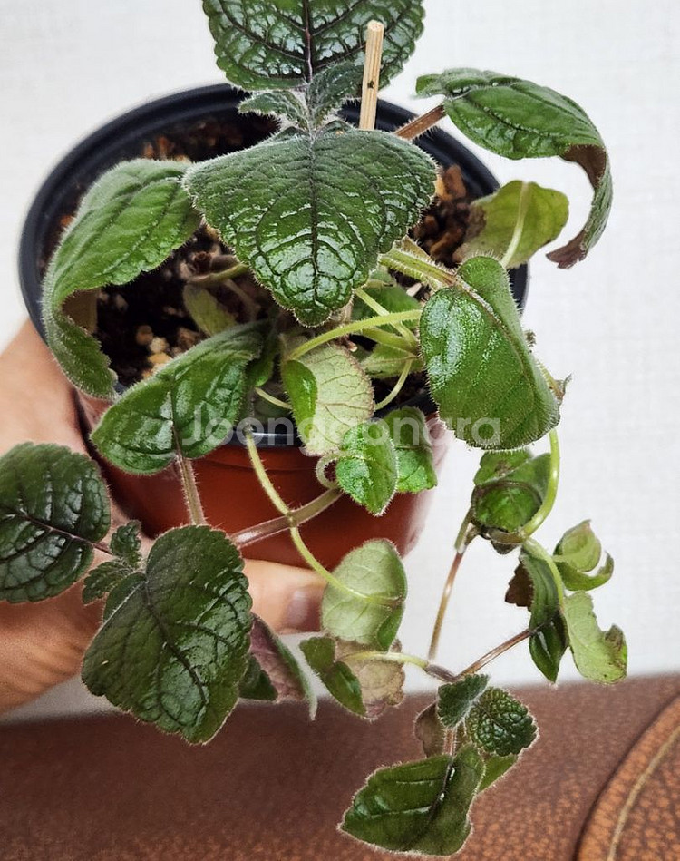 신닌기아 핫라바.큰구근--2