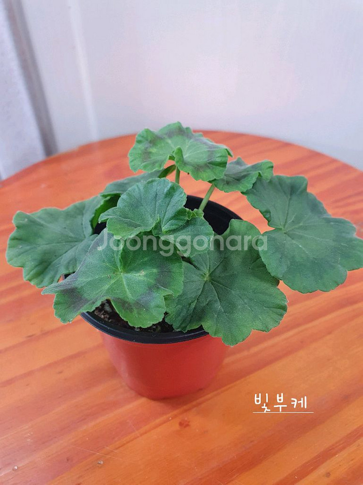 제라늄 3종 좋을꽃비 꽃대있음,빛부케 ,송살구--5