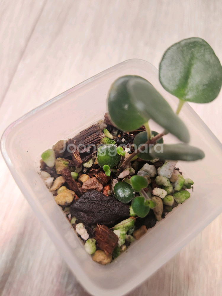 식물 코도난테 데보시아나 파울라--2