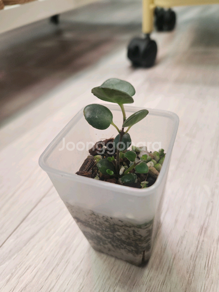 식물 코도난테 데보시아나 파울라--0